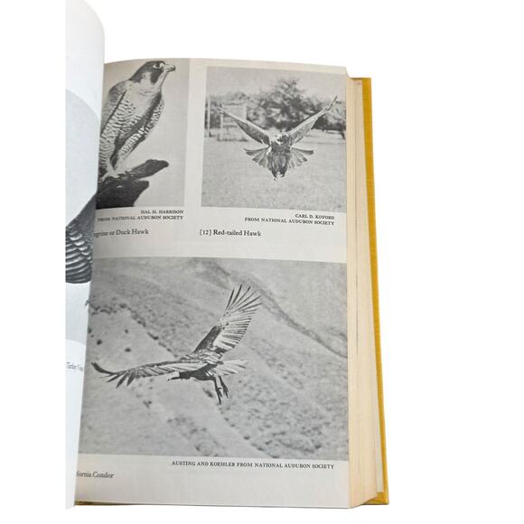 A Treasury of Birdlore Joseph Wood Krutch Paul S. Eriksson HB 1962 Bird Watching - Picture 7 of 7